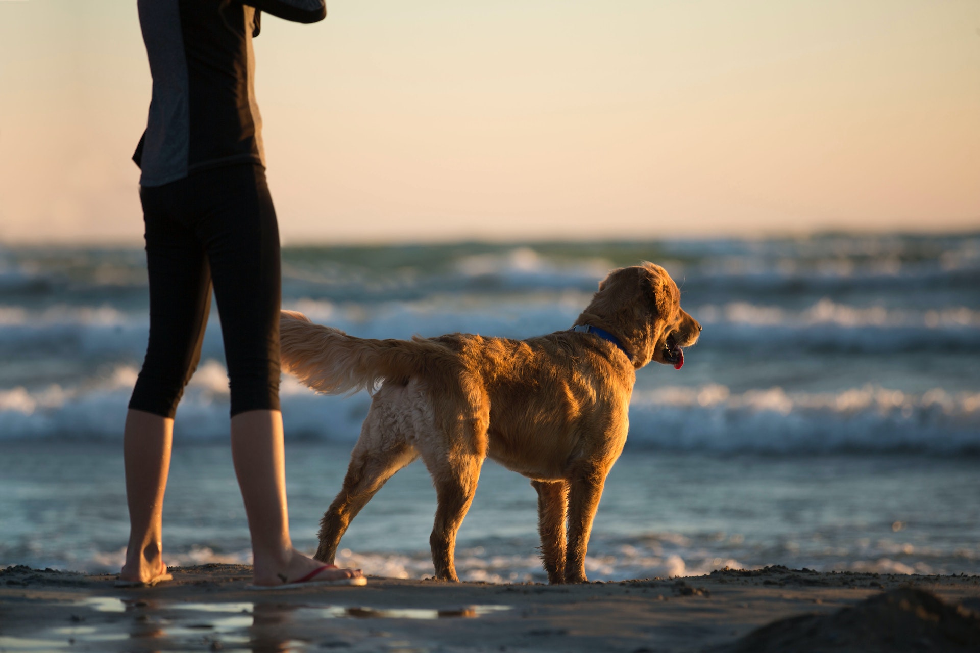 A Dog Lover s Journey To Rosemary Beach With Our Dog Friendly Vacation 